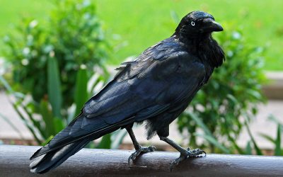 The raven paradox